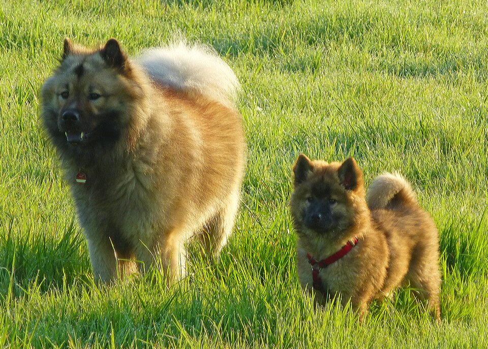 Friends meadow play