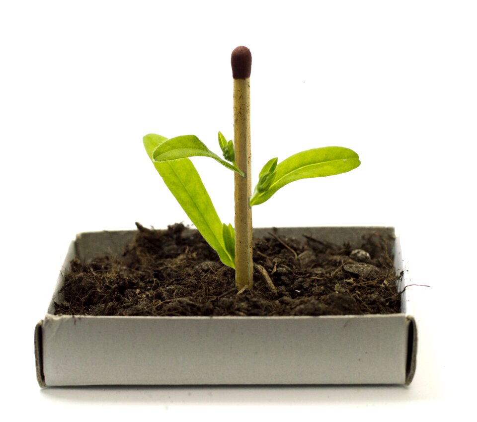 Modification biotechnology science