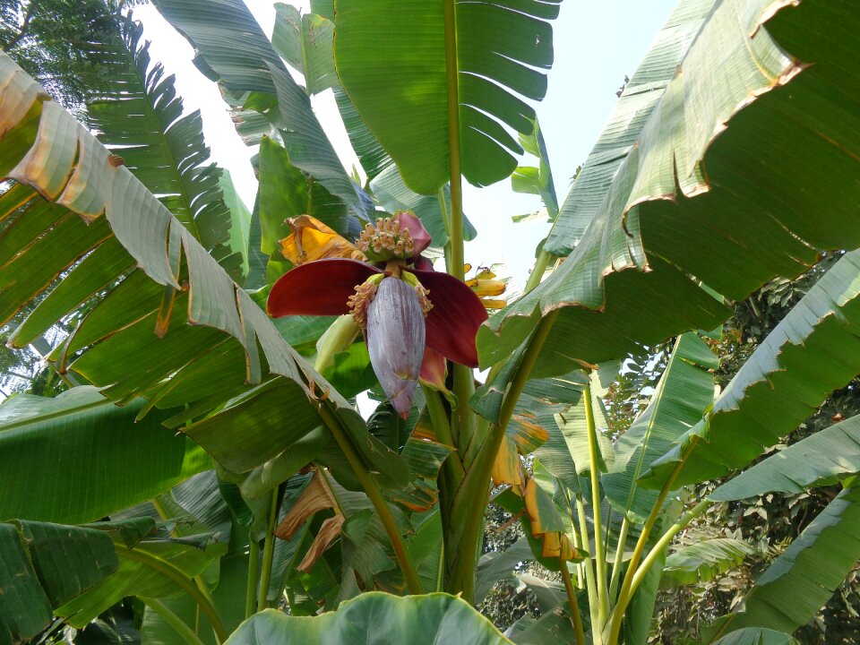 Flower food healthy