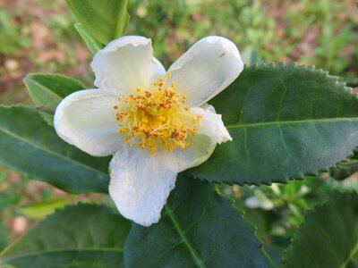 Tea leaves white petals photo