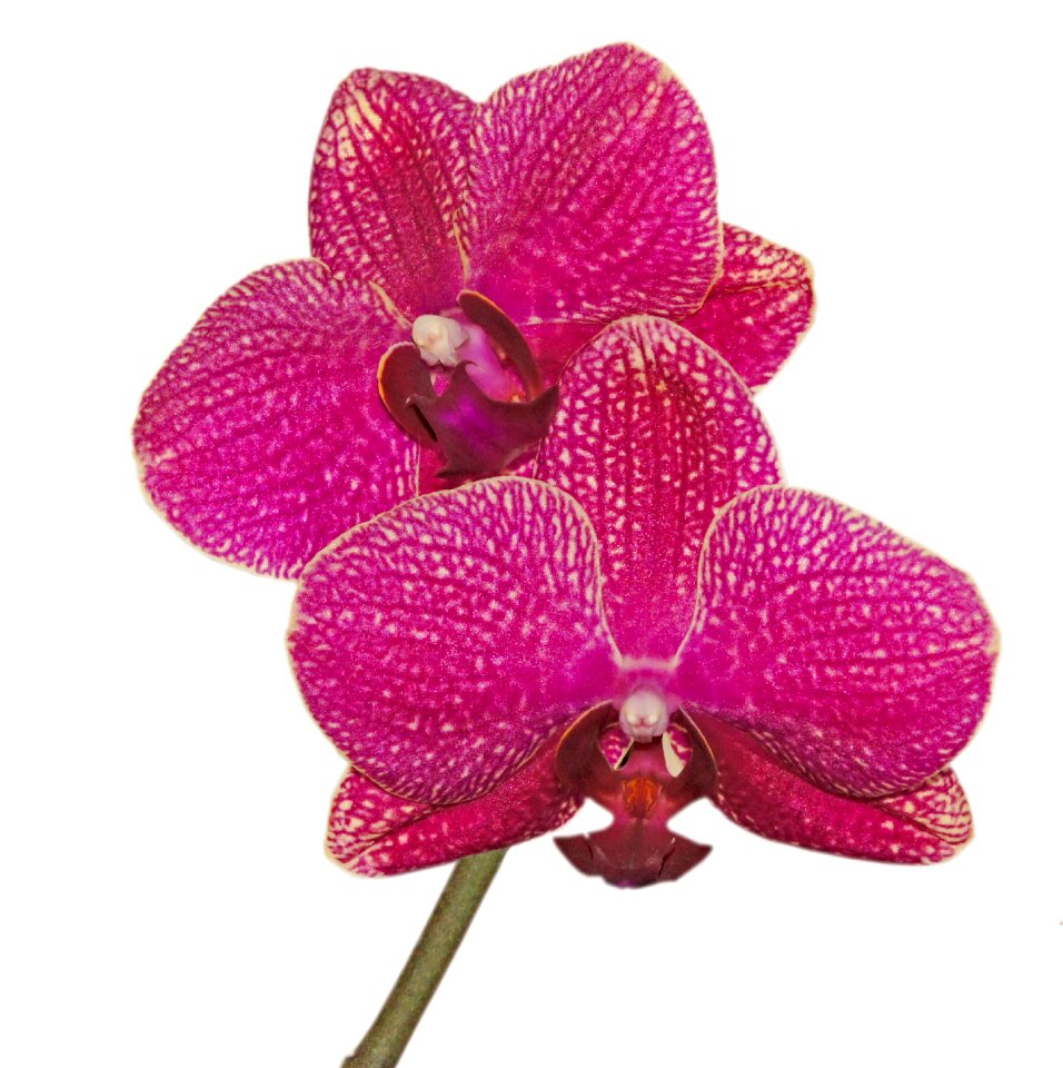 Bloom purple flowers