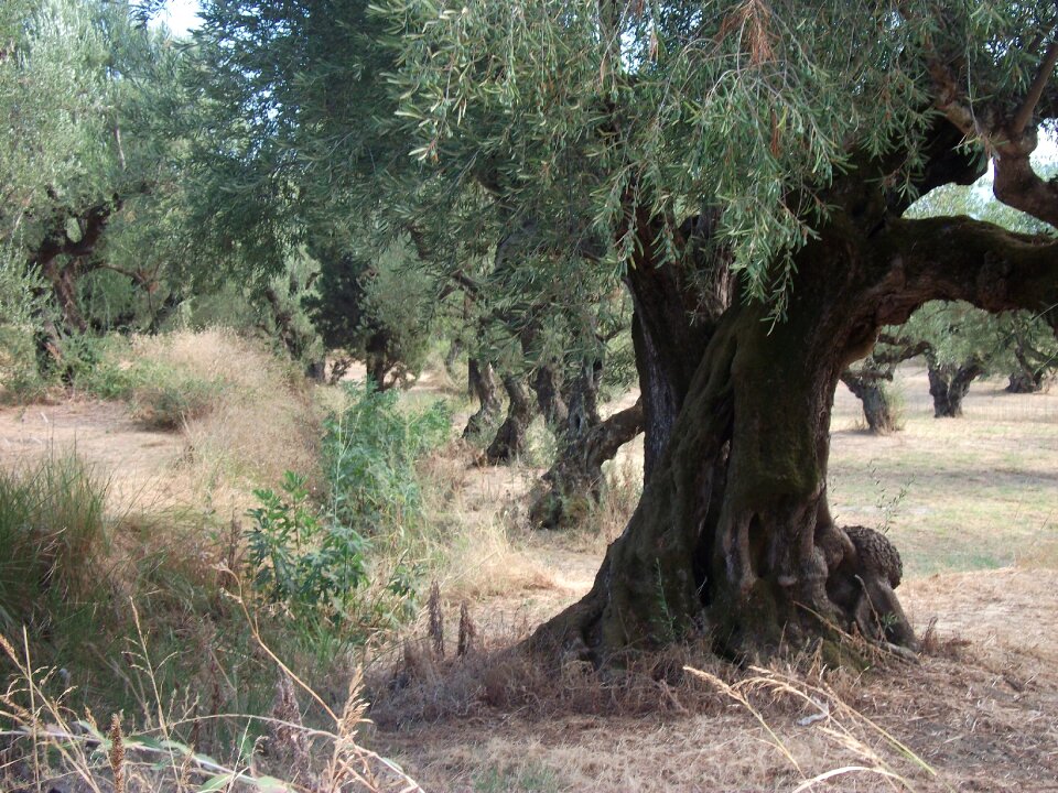 Olive trees trees nature