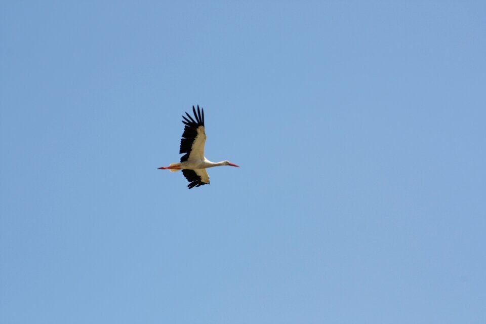 Sky flight birds