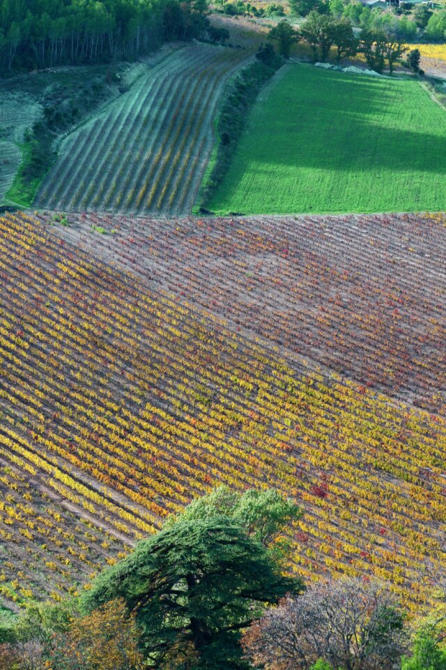 South of france landscape vines
