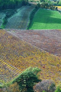 South of france landscape vines