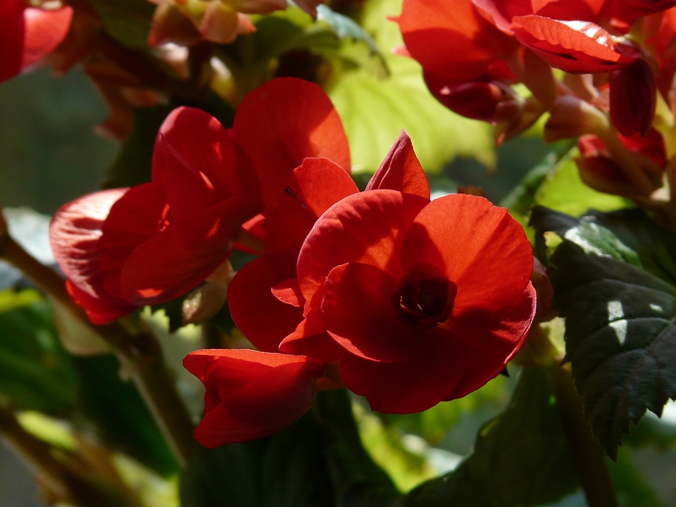 Begoniaceae begonia elatior hybrid elatior begonia photo