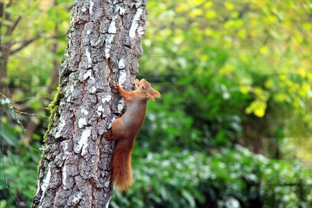 Animal nature rodent photo