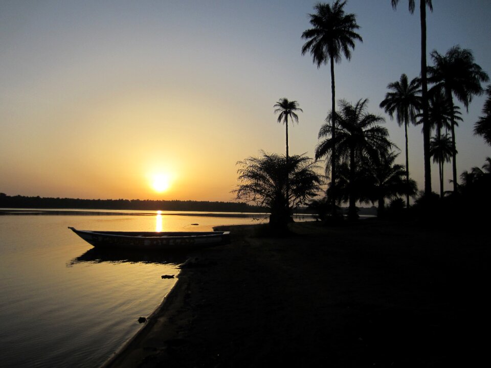 Guinea africa palm trees