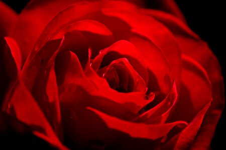 Red rose rose bloom beauty photo