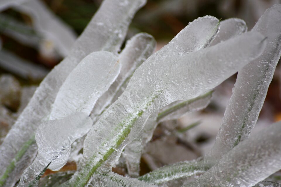 Wild plant grass winter