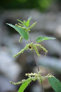Garden meadow herbs urtica urens
