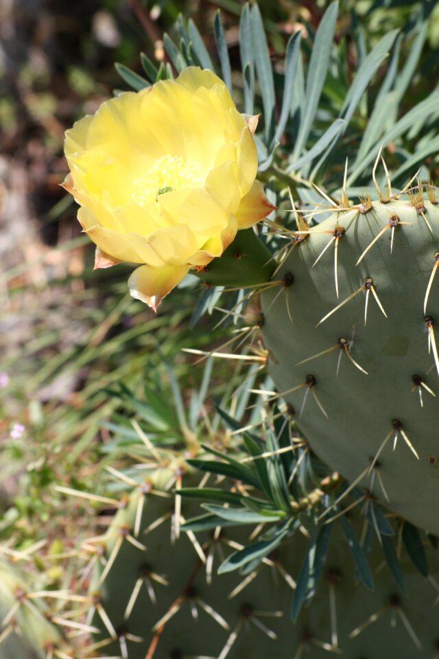 Nature spring flower