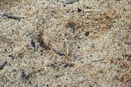 Snippets fragmented wood