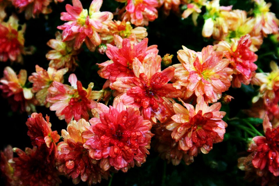 Spring petal summer