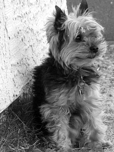 Pet canine portrait