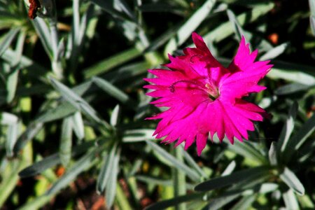 Spring blossom summer