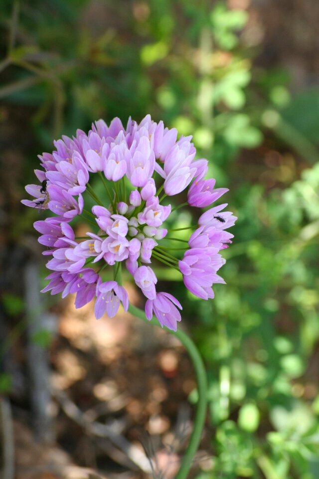 Sun summer flowers photo