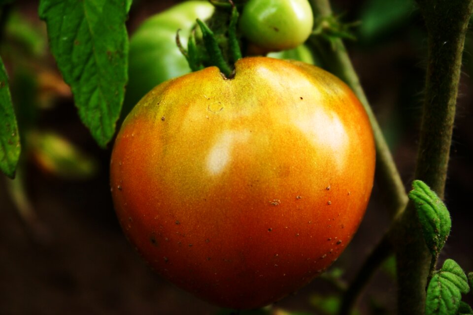 Vegetable organic