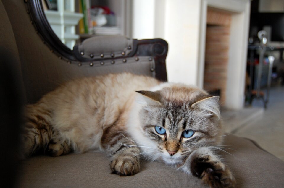 Cat lying cat long-haired cat