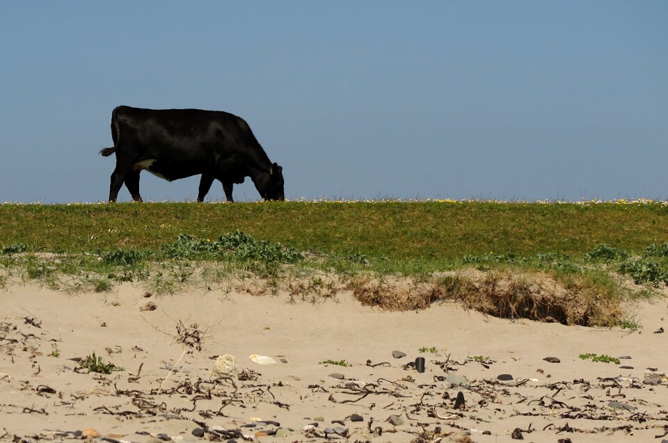 Black bait bovine