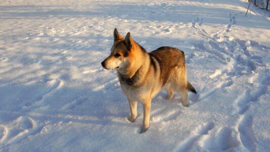 Wolf on snow photo