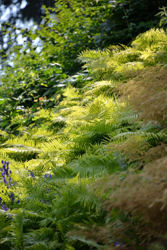 Nature green lichen