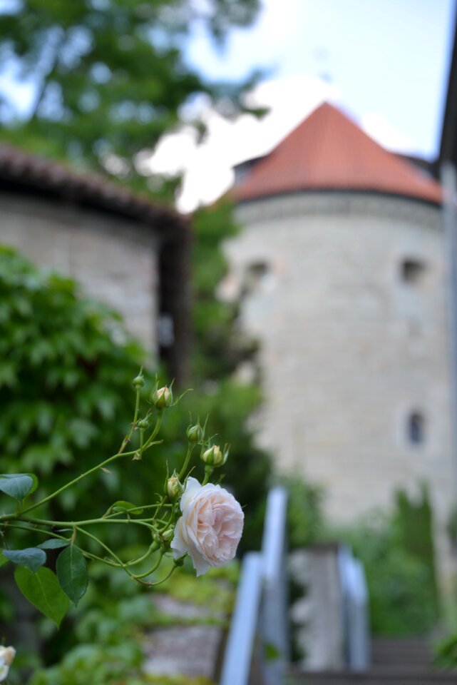 Castle rose hedge emergence