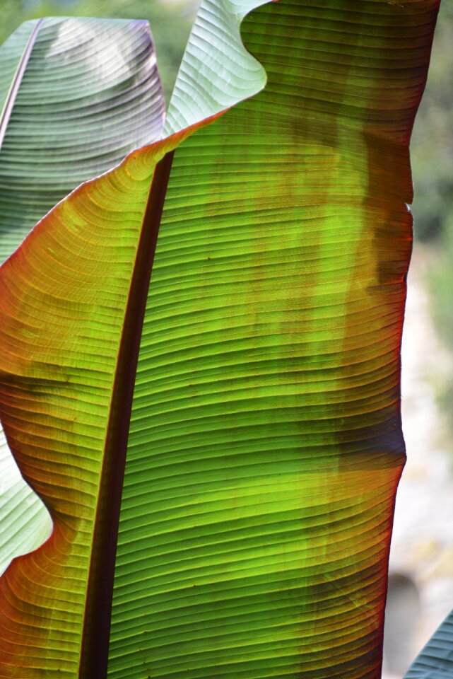 Green palm palm leaf