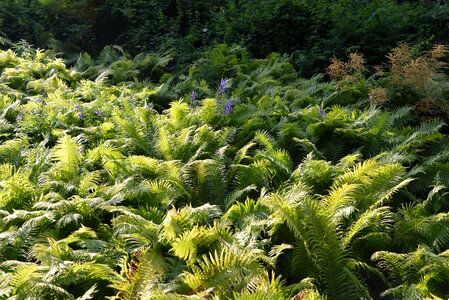 Landscape green bush