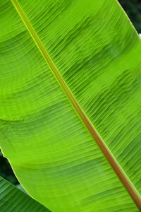 Green palm palm leaf