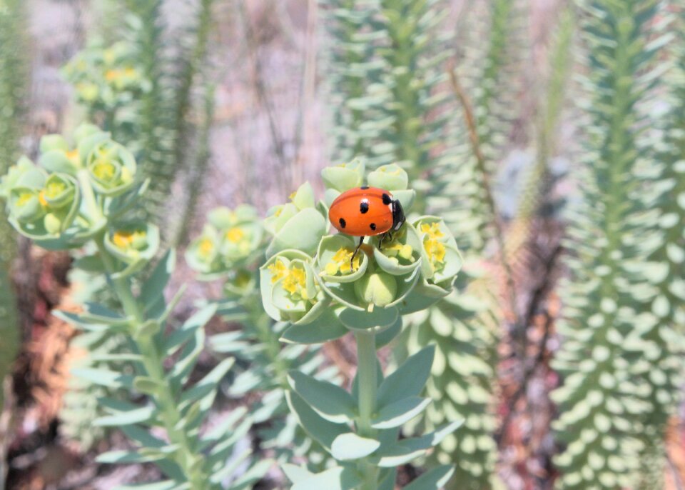 Nature flowers