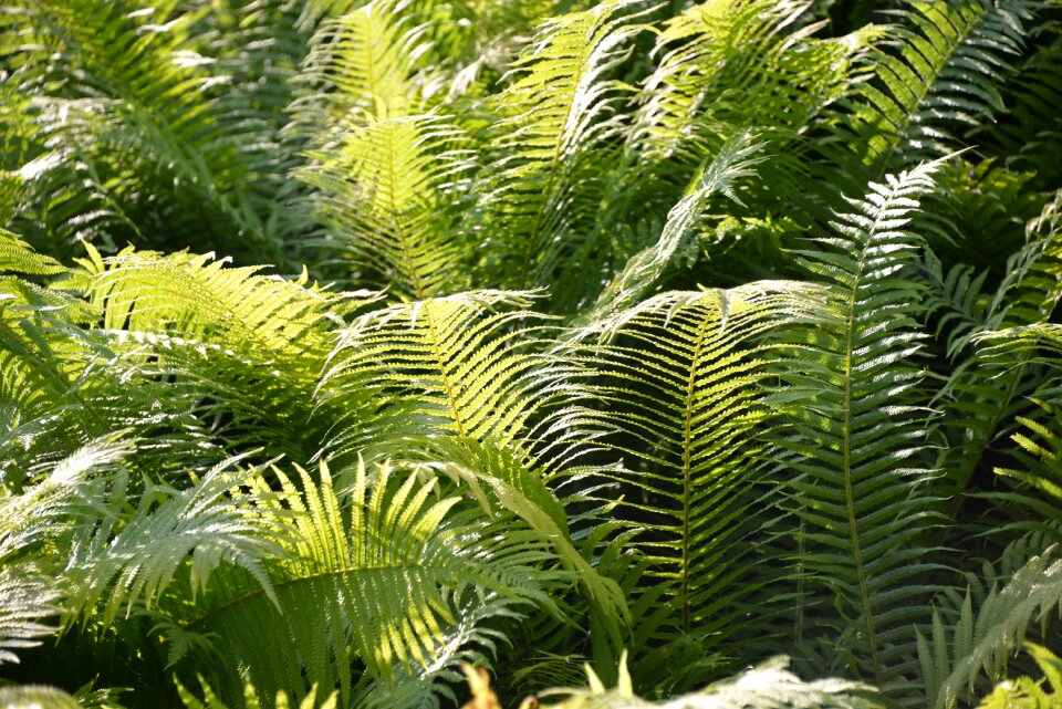 Landscape green bush