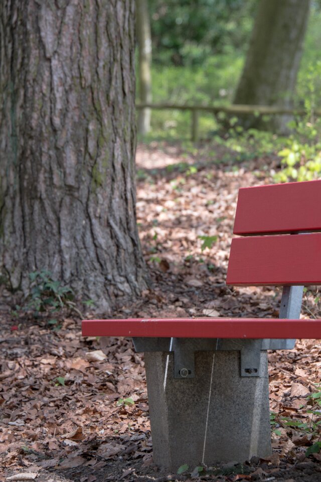 Forest rest resting place photo