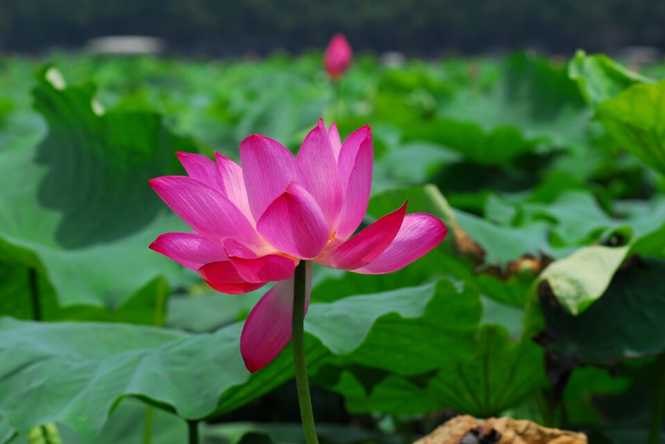 Lotus leaf the scenery beautiful