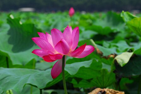 Lotus leaf the scenery beautiful