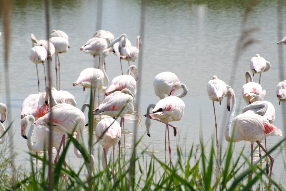 Flemish roses camargue