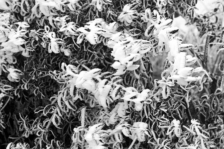 Whites frost cold