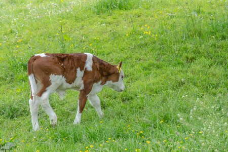 Agriculture beef young animal photo