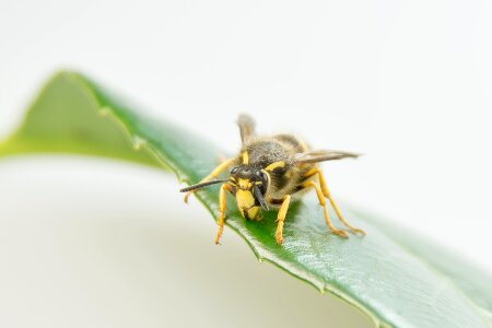Macro summer sting
