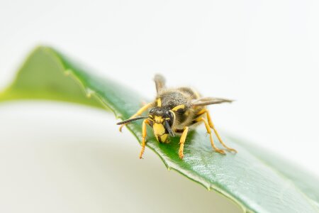 Macro summer sting photo