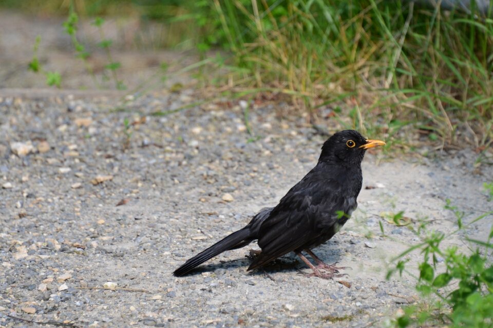 Animal black nature