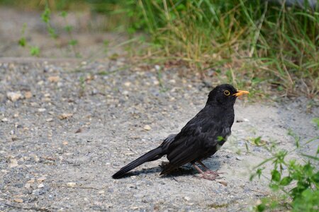 Animal black nature