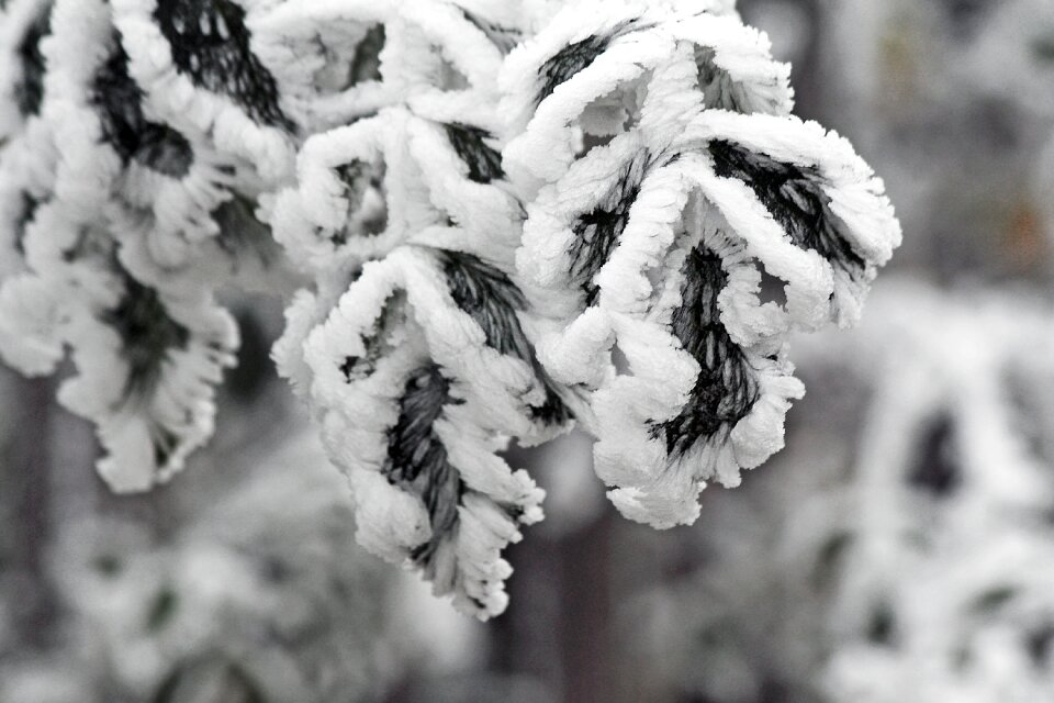 Whites frost cold