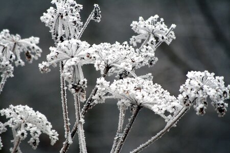 Whites frost cold