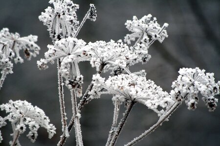 Whites frost cold photo