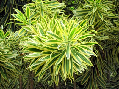 Nature tropical flower garden