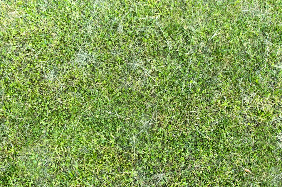 Nature outdoor meadow