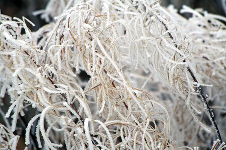 Whites frost cold