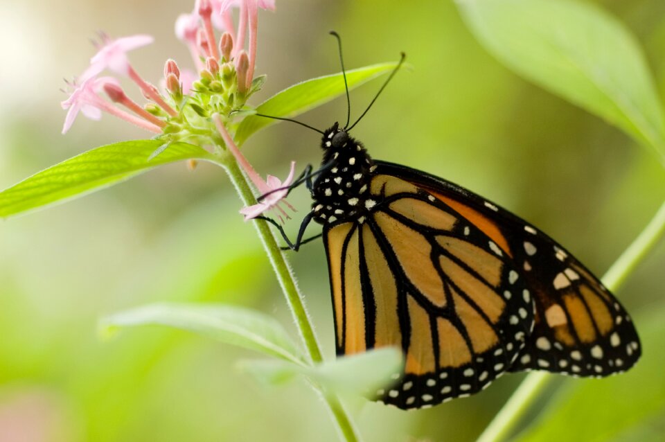 Forage nature monarch