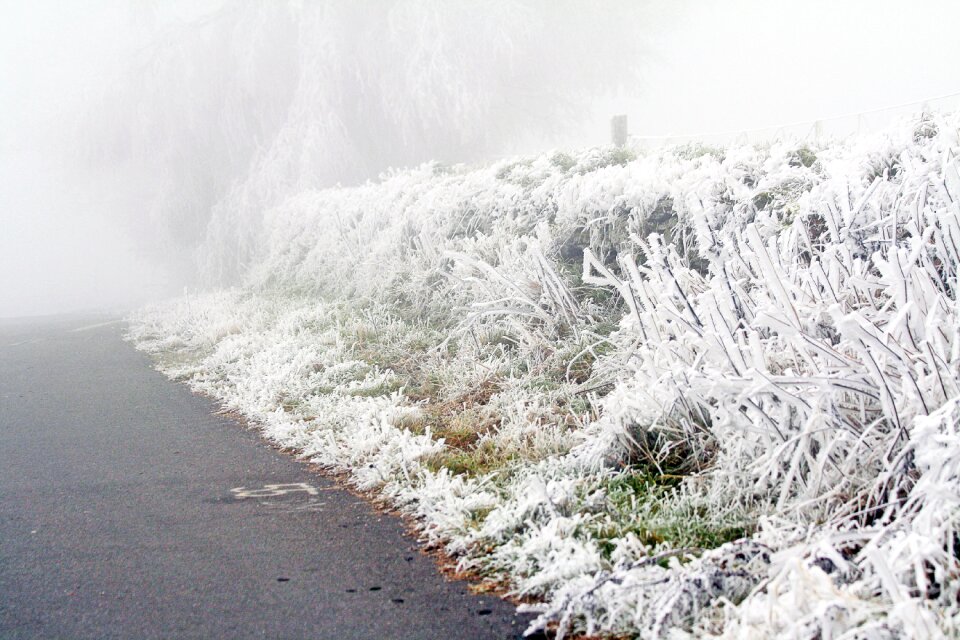 Whites frost cold
